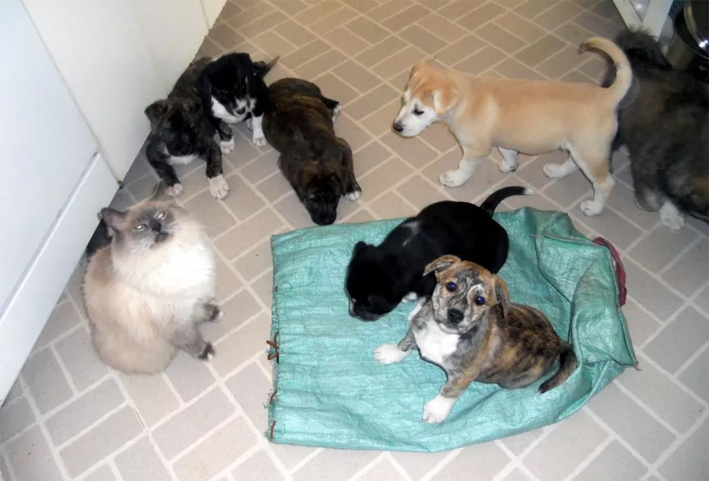 Birmie helping to care for a litter of 13 foster puppies