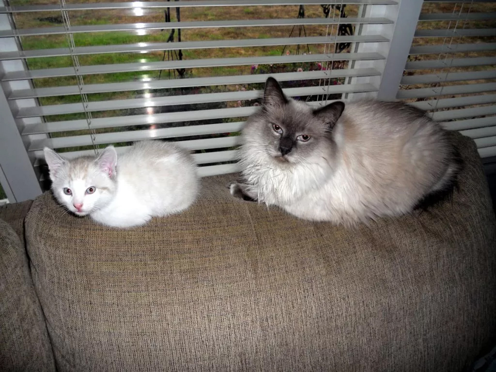 Birmie with another foster friend